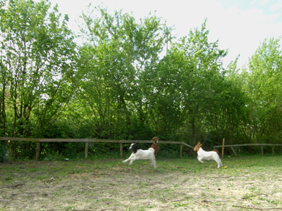 lakridschoko