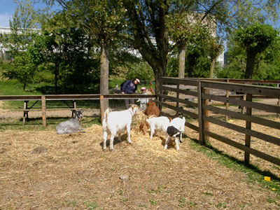 goats