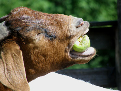 goats like apples