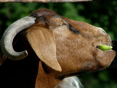 goats like apples