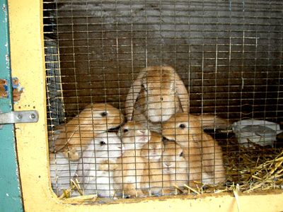 babybunnies