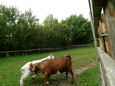 fighting goats