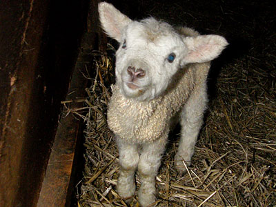 new lambs