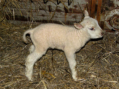 new lambs