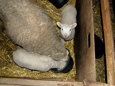 lambs