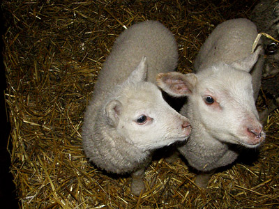 lambs